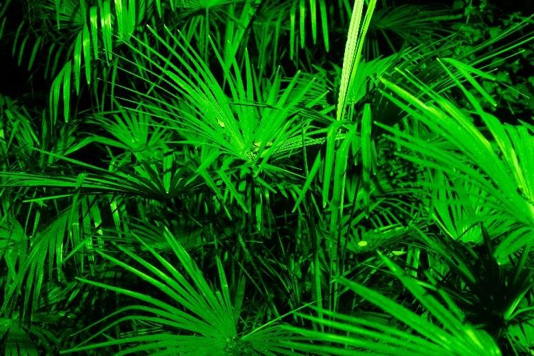 Iluminação de jardins .... Luz verde NÃO!!!!